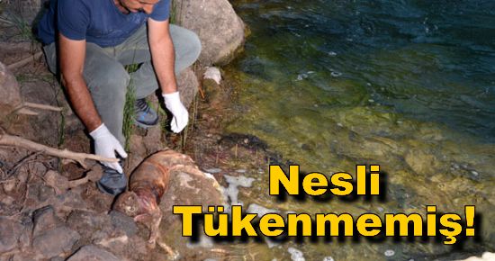 Nesli Tükenmemiş!