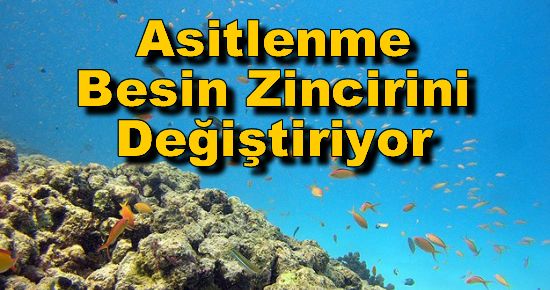 Okyanuslardaki Asitlenme Besin Zincirini Değiştiriyor