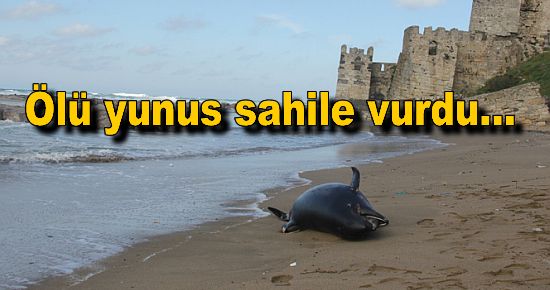 Ölü yunus sahile vurdu..