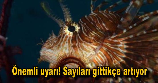 Önemli uyarı! Sayıları gittikçe artıyor