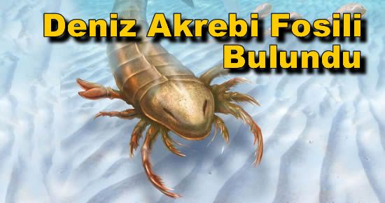 Örümceklerin Atası: Deniz Akrebi!