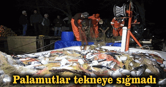 Palamutlar tekneye sığmadı