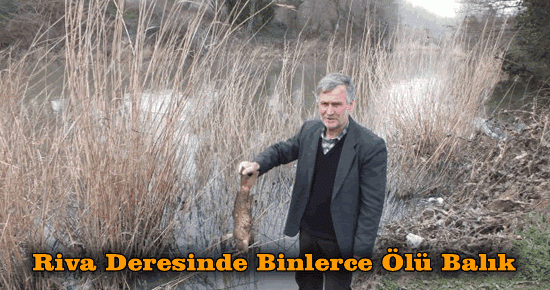 Riva Deresinde Binlerce Ölü Balık