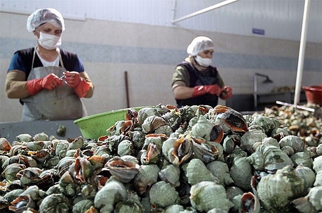 Sinop'tan Uzakdoğu'ya 550 ton deniz salyangozu ihraç edildi