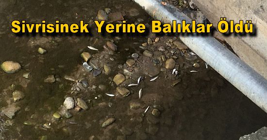 Sivrisinek Yerine Balıklar Öldü