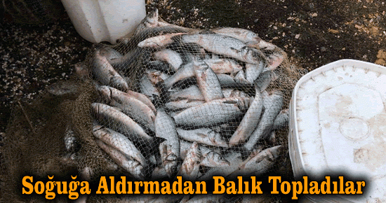 Soğuğa aldırmadan balık topladılar