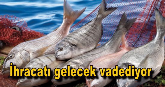 Su ürünleri ihracatı gelecek vadediyor