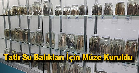 Tatlı Su Balıkları İçin Müze Kuruldu