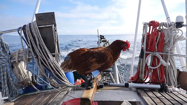 Tavuğun yelken ile dünya seyahati