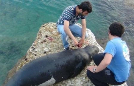 Tek 'Akdeniz Foku'nu da Öldürdüler