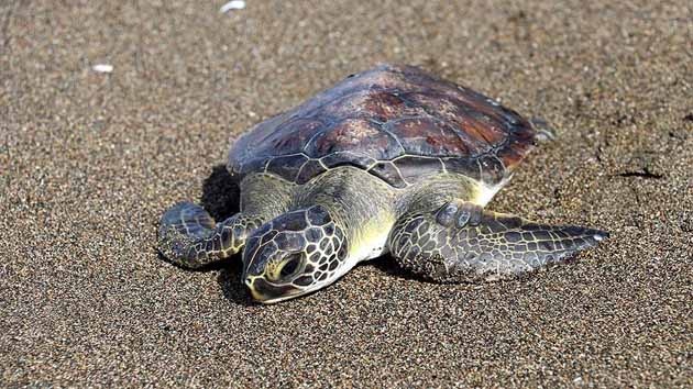 Yeşil Deniz Kaplumbağasına Hayat Veren Müdahale