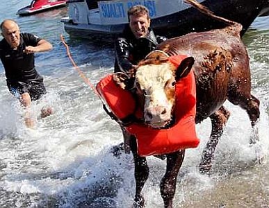 Gemiden denize düşen tosunu deniz polisi kurtardı