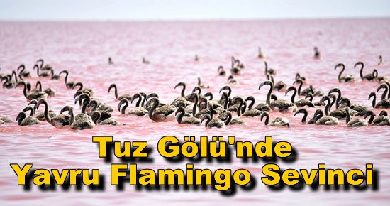 Tuz Gölü'nde Yavru Flamingo Sevinci