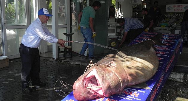 Beylik düzünde yakalandı 1 ton 200 kilo