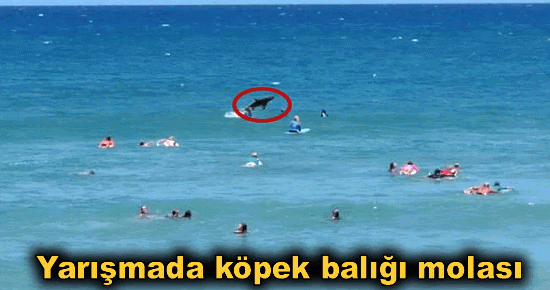 Yarışmada köpek balığı molası