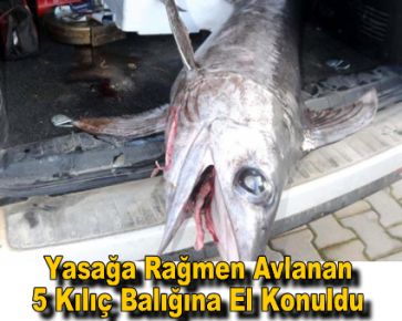 Yasağa rağmen avlanan 5 kılıç balığına el konuldu