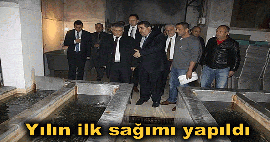 Yılın ilk sağımı yapıldı