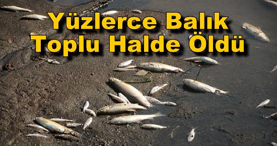 Yüzlerce Balık Toplu Halde Öldü