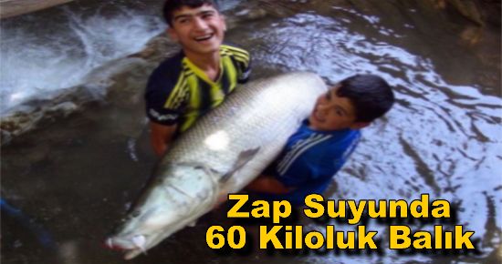 Zap Suyunda 60 Kiloluk Balık