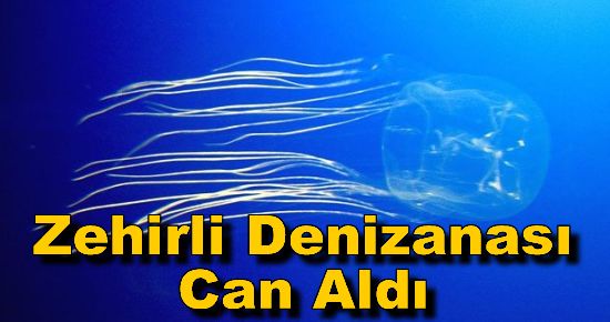 Zehirli Denizanası Can Aldı