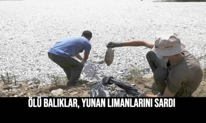 Ölü balıklar, Yunan Limanlarını sardı